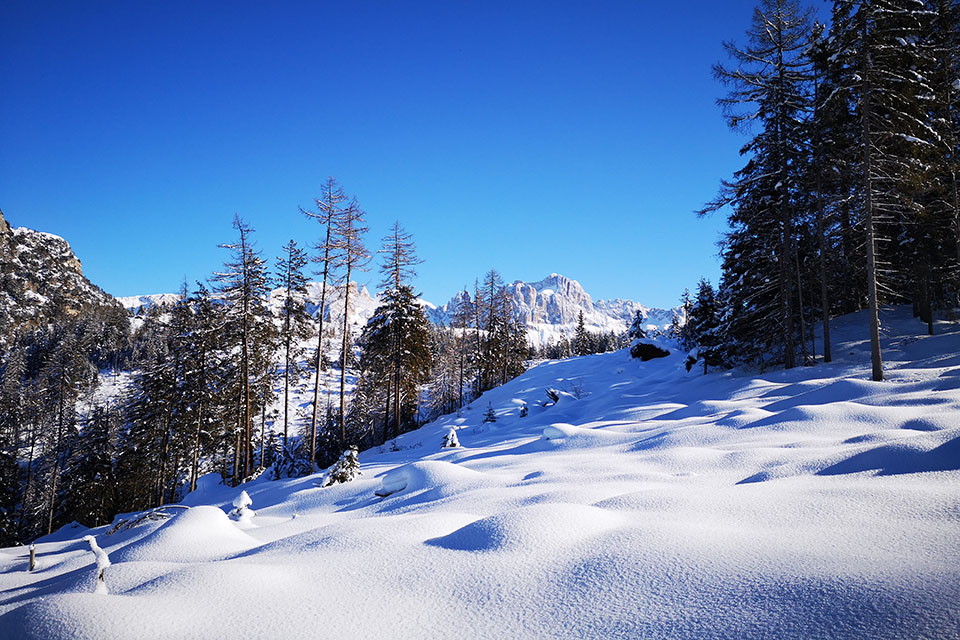 Bosco invernale con vista sul Gruppo del Catinaccio
